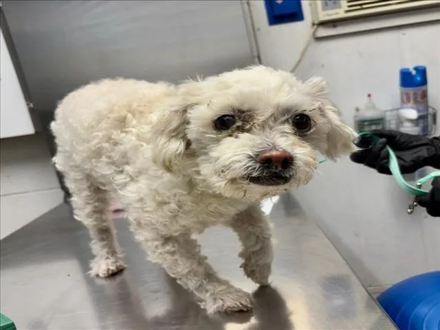 A senior small-sized female Poodle dog named Reina for adoption in Woodland, CA