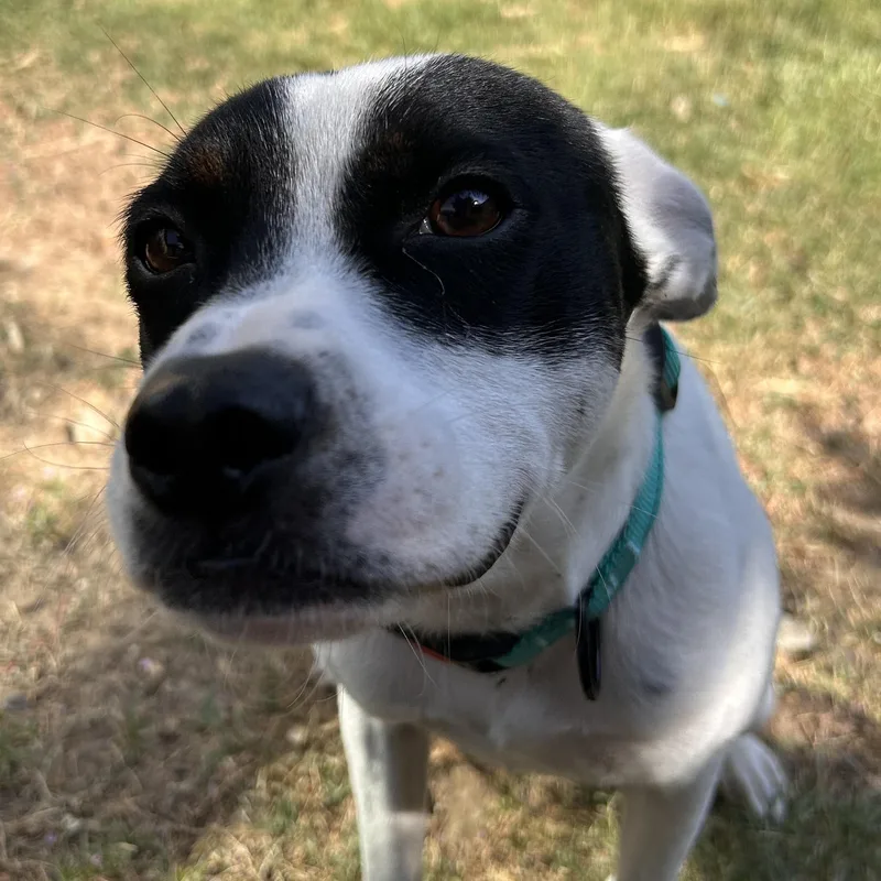 Jessie