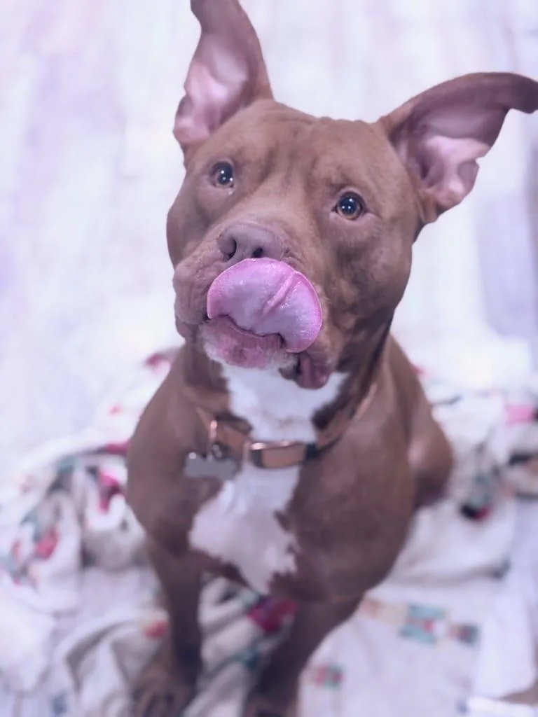 A young medium-sized male Red / Chestnut / Orange Pit Bull Terrier dog named Chuppa for adoption in Los Angeles, CA