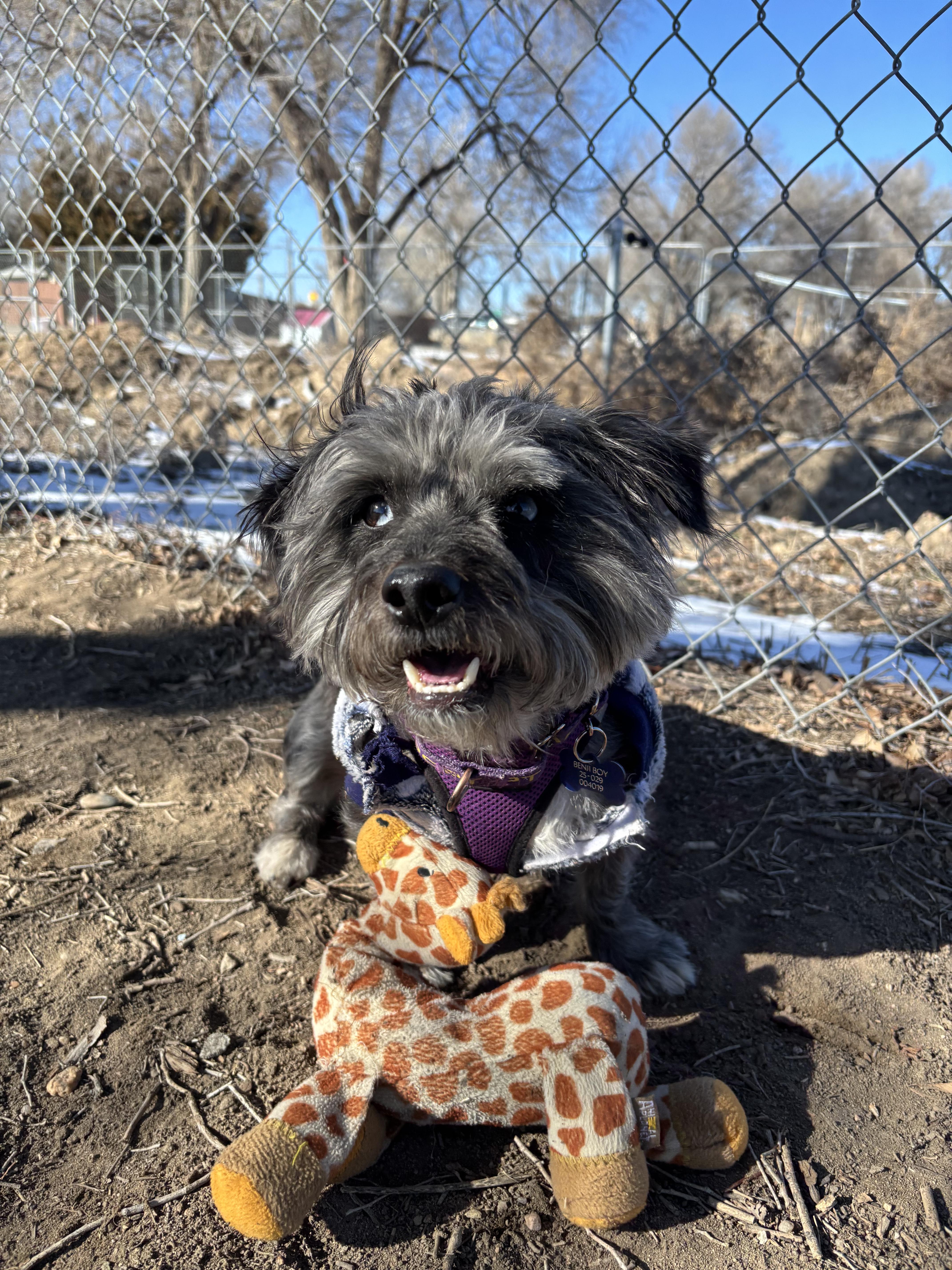 Benji Boy thumbnail 2