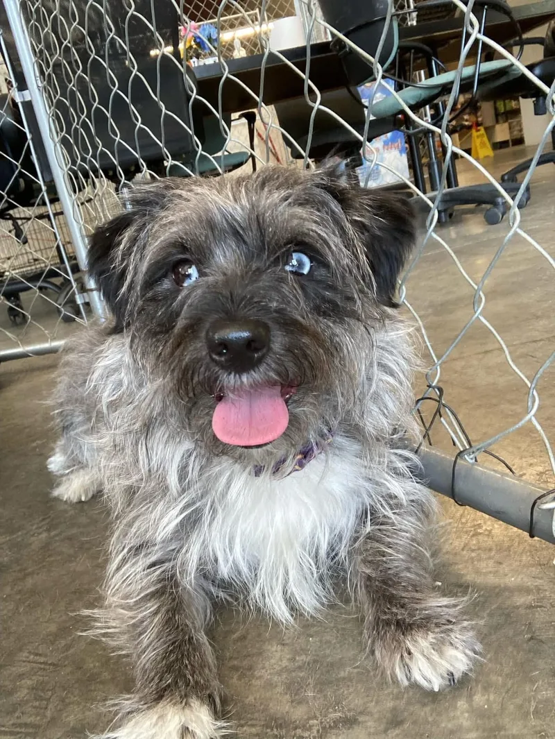 Benji Boy thumbnail 3