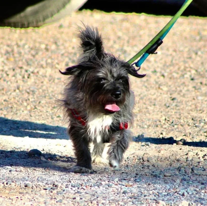 Benji Boy thumbnail 4