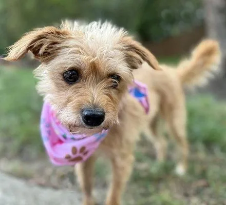 Dolly