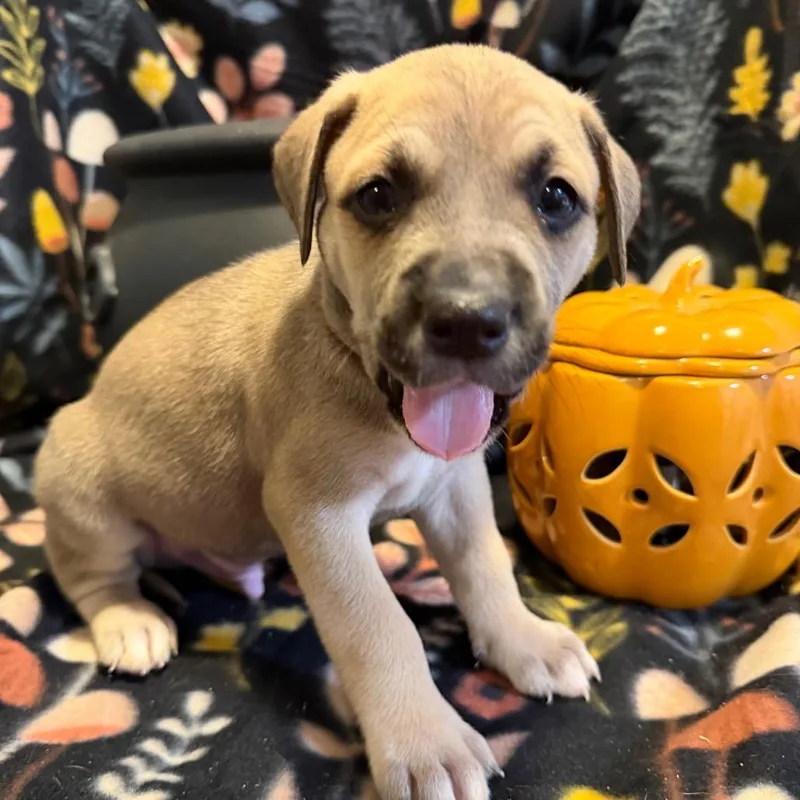 A baby medium-sized male Yellow / Tan / Blond / Fawn Mixed Breed dog named Daniel Molly for adoption in Fredericksburg, VA