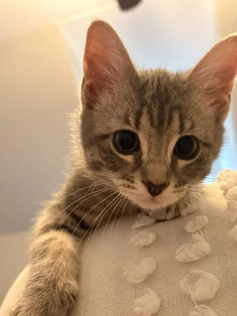 A baby medium-sized male Domestic Short Hair cat named Matcha for adoption in Nashville, TN