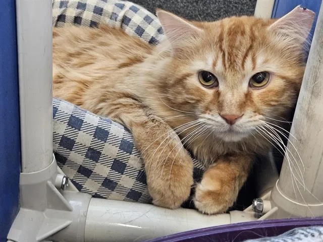 A young medium-sized male Domestic Short Hair cat named Banana for adoption in Albuquerque, NM