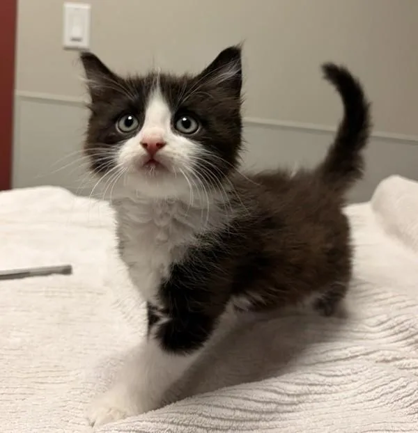 A baby small-sized female Domestic Medium Hair cat named Jade for adoption in Oakland, CA