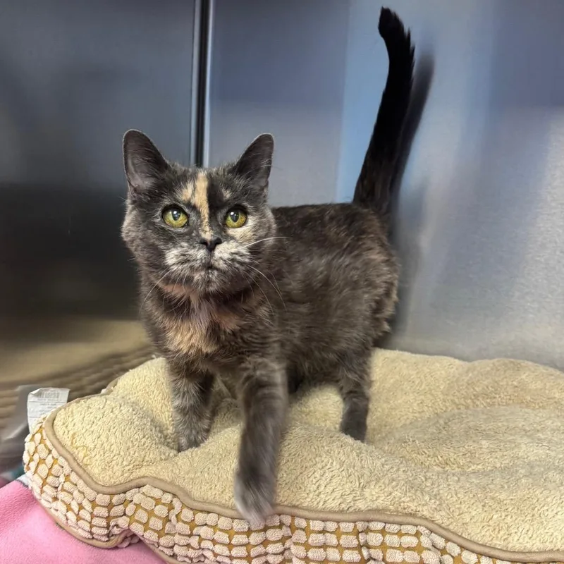 A senior medium-sized female Gray / Blue / Silver Domestic Short Hair cat named Darla for adoption in Easton, PA