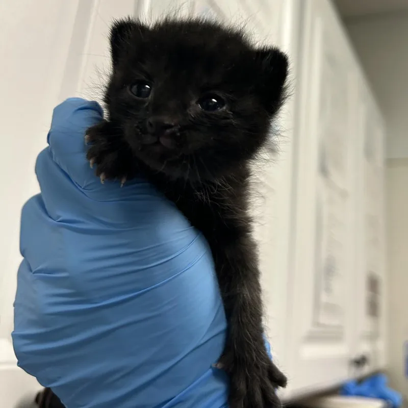 A baby small-sized female Black Domestic Short Hair cat named Yertle for adoption in Greenville, SC