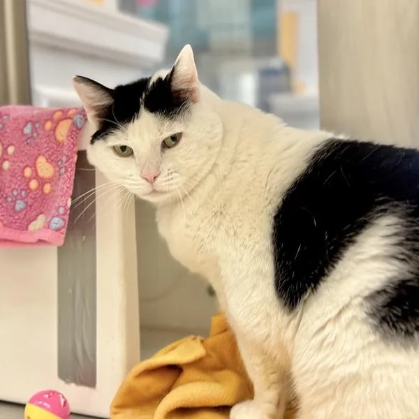 An adult small-sized female Domestic Short Hair cat named Scout for adoption in Austin, TX