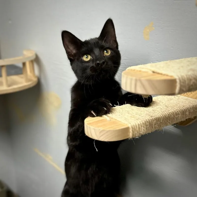 A baby medium-sized male Black Domestic Short Hair cat named Kylo for adoption in Tulsa, OK