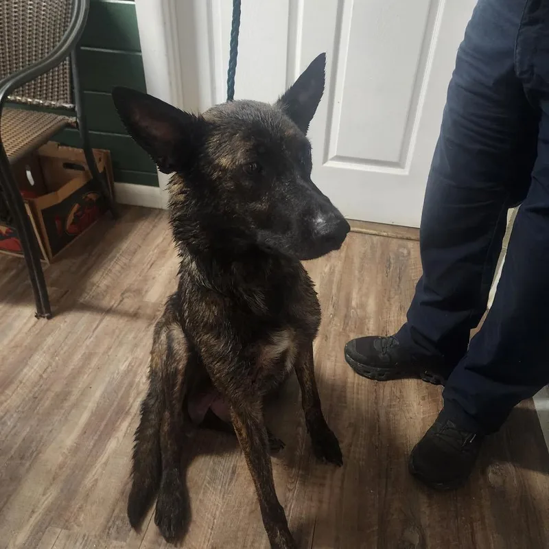An adult medium-sized female Brindle Dutch Shepherd dog named Medusa for adoption in Evensville, TN