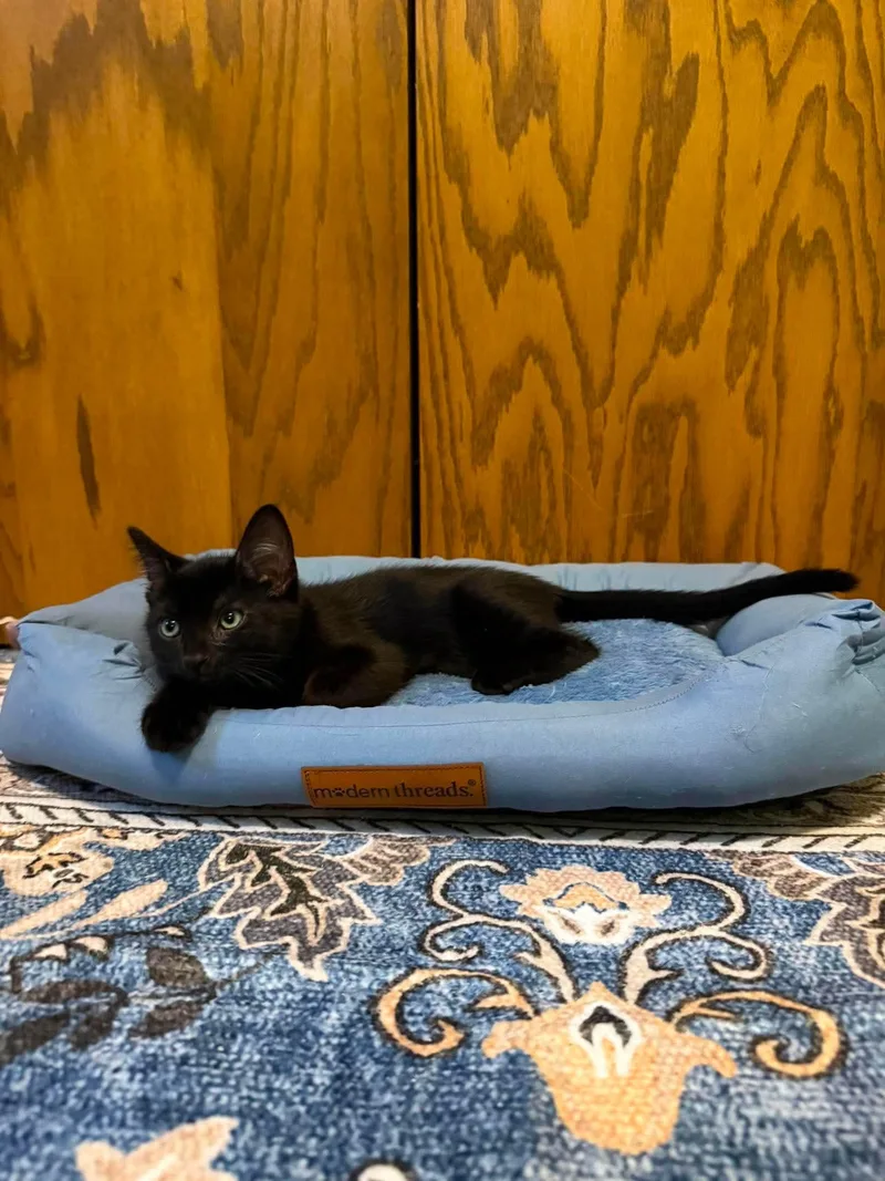 A baby small-sized male Black Domestic Short Hair cat named Rolls Royce for adoption in Stoughton, WI