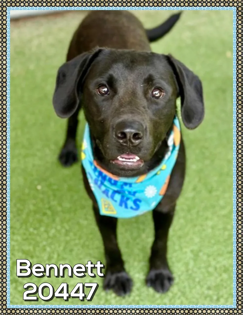 A young medium-sized male Black Labrador Retriever dog named Bennett for adoption in Marietta, GA
