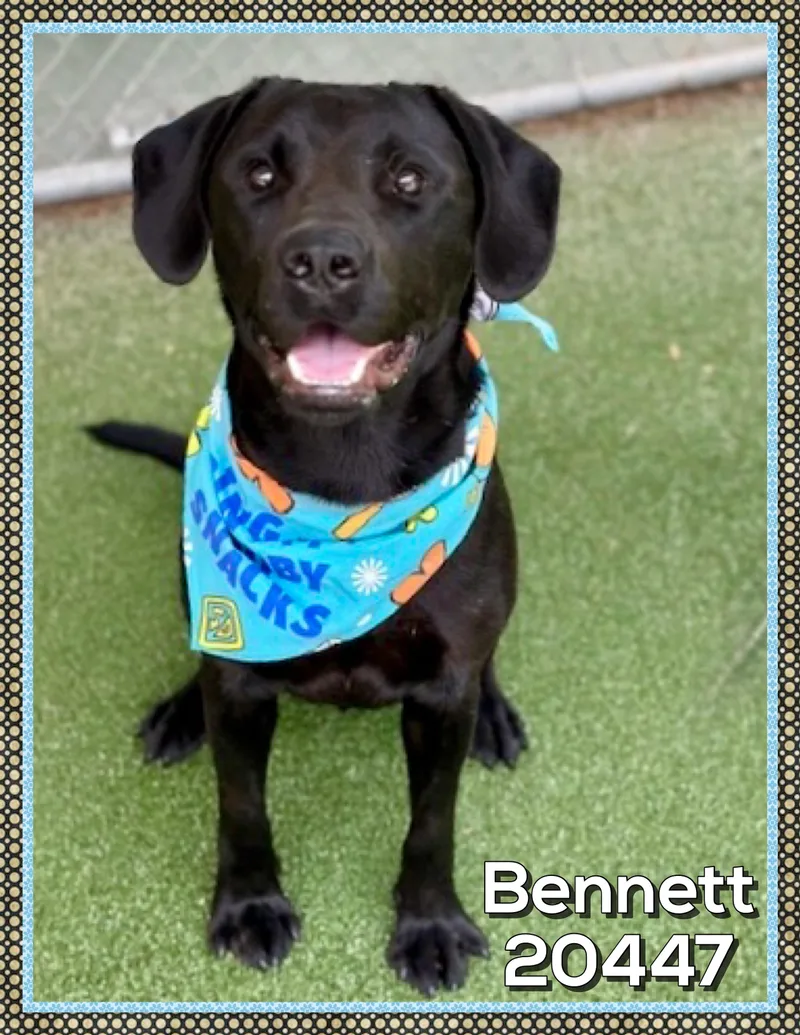 Bennett thumbnail 2