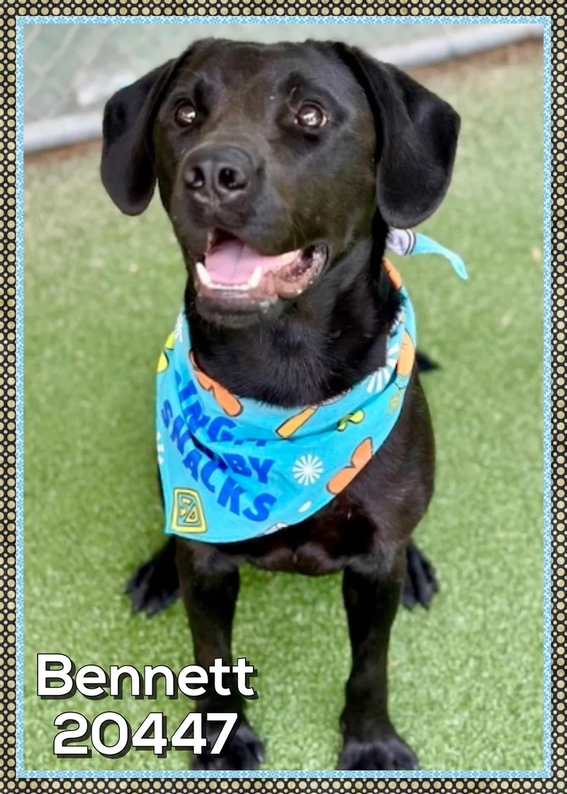 Bennett thumbnail 3