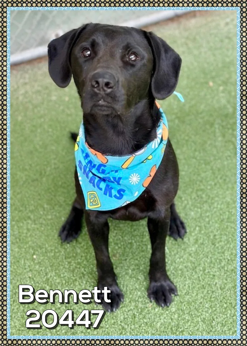 Bennett thumbnail 5