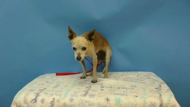 A senior small-sized male Chihuahua dog named Rocco for adoption in Gardena, CA