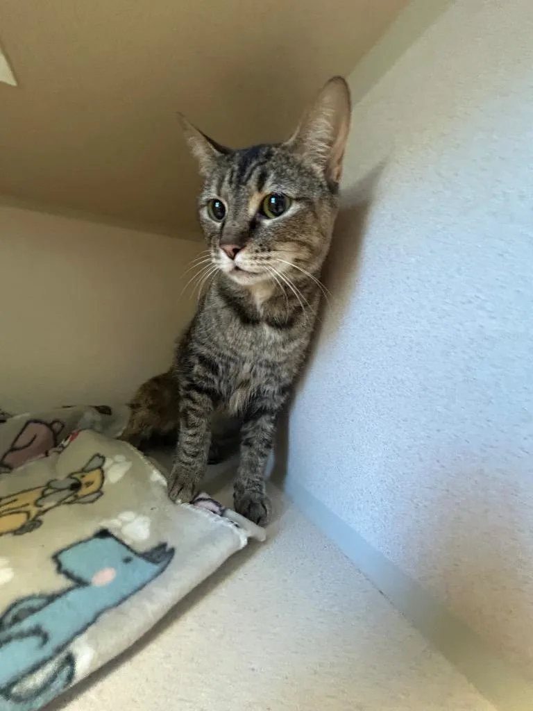An adult medium-sized female Domestic Short Hair cat named Kenny for adoption in Morgantown, KY