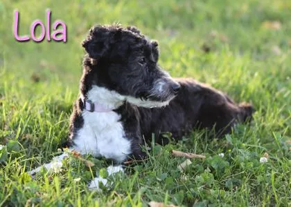 Lola