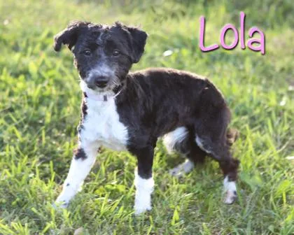 Lola thumbnail 2