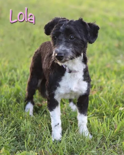 Lola thumbnail 3