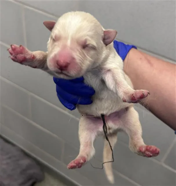 A baby small-sized male Mixed Breed dog named Pluto for adoption in Dallas, TX