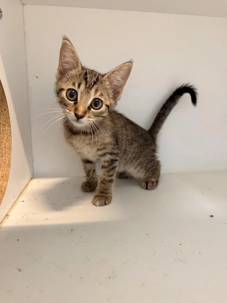 A baby small-sized female Domestic Short Hair cat named Violet for adoption in Newcastle, OK
