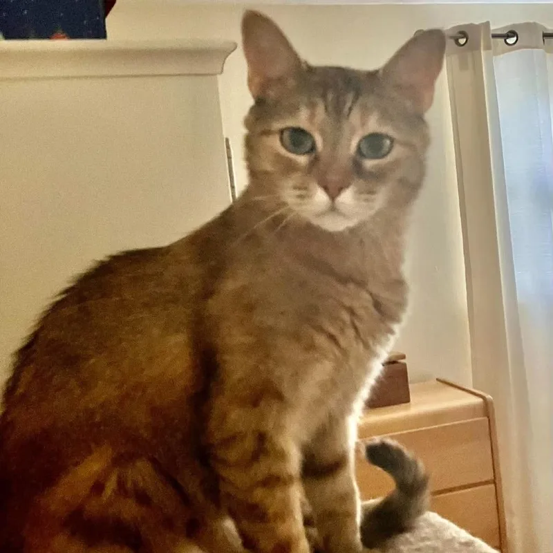 An adult small-sized female Torbie Domestic Short Hair cat named Marble for adoption in Greensburg, PA