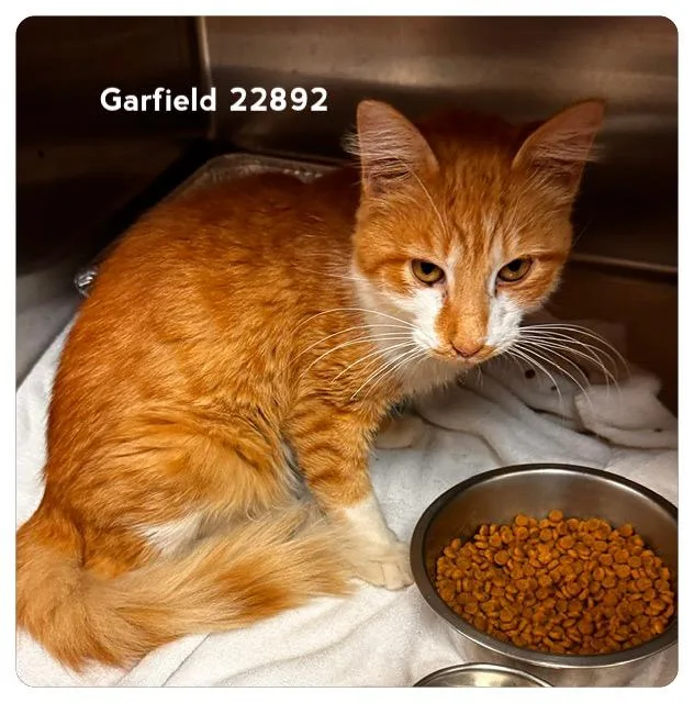 A young medium-sized male Orange & White Domestic Short Hair cat named Garfield for adoption in Marietta, GA