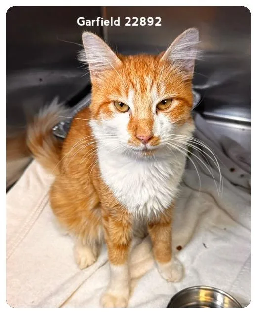 Garfield thumbnail 2