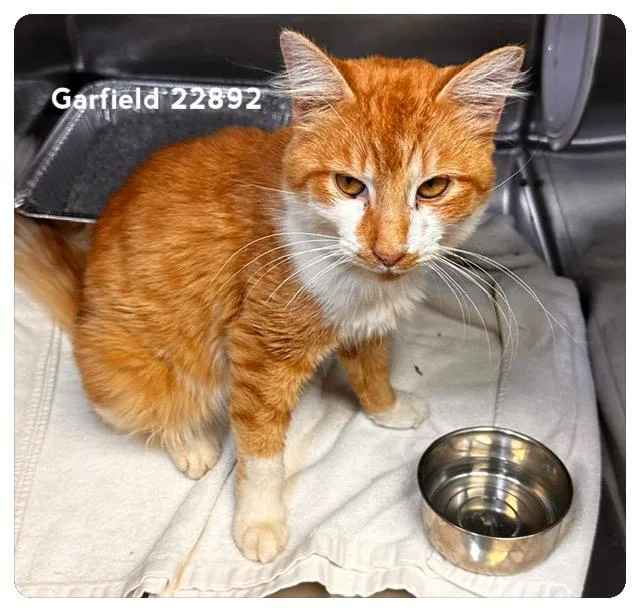 Garfield thumbnail 3