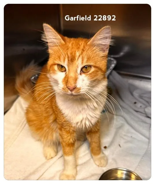Garfield thumbnail 4