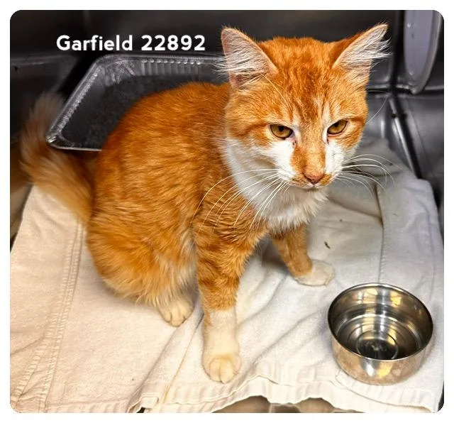 Garfield thumbnail 5