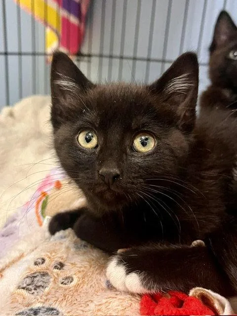 A baby small-sized male Domestic Short Hair cat named Penne for adoption in Webster, WI