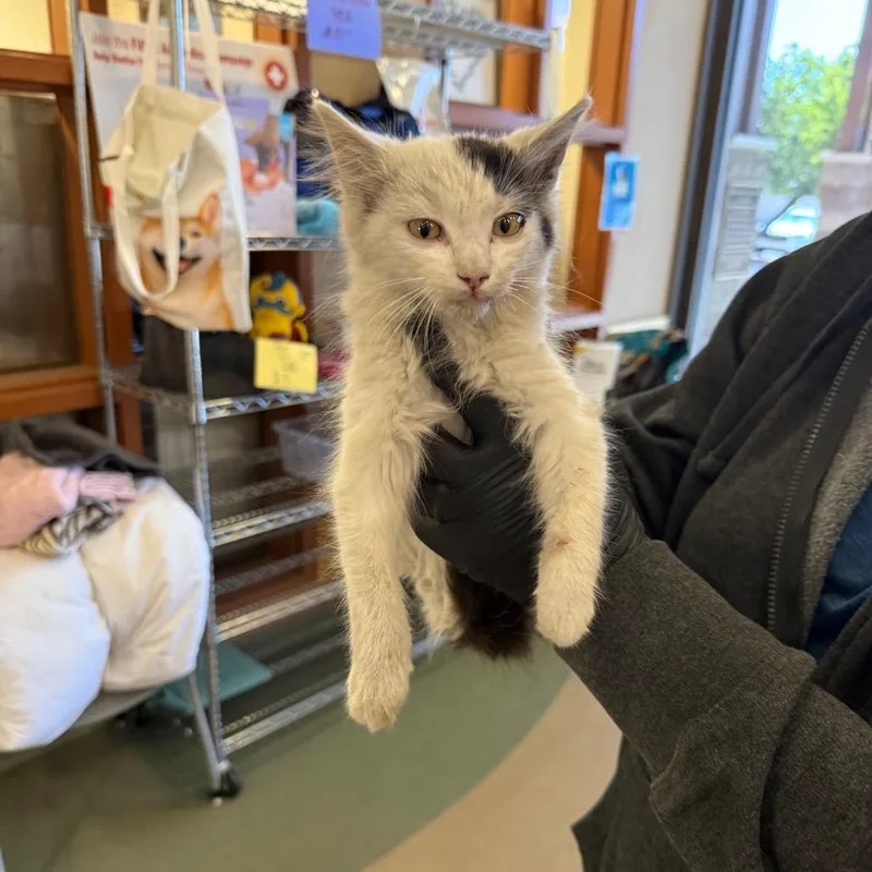 A baby small-sized female White Domestic Long Hair cat named IEPAStray for adoption in Upland, CA