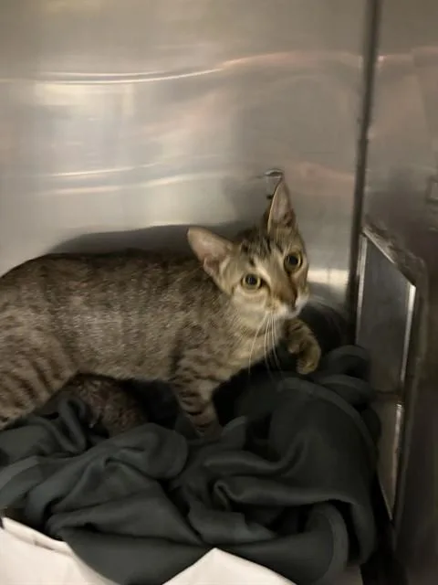 A young medium-sized female Domestic Short Hair cat named Whiskers for adoption in Miami, FL
