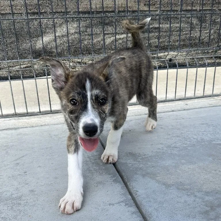A baby small-sized female Brown / Chocolate Great Pyrenees dog named Margo for adoption in Long Beach, CA