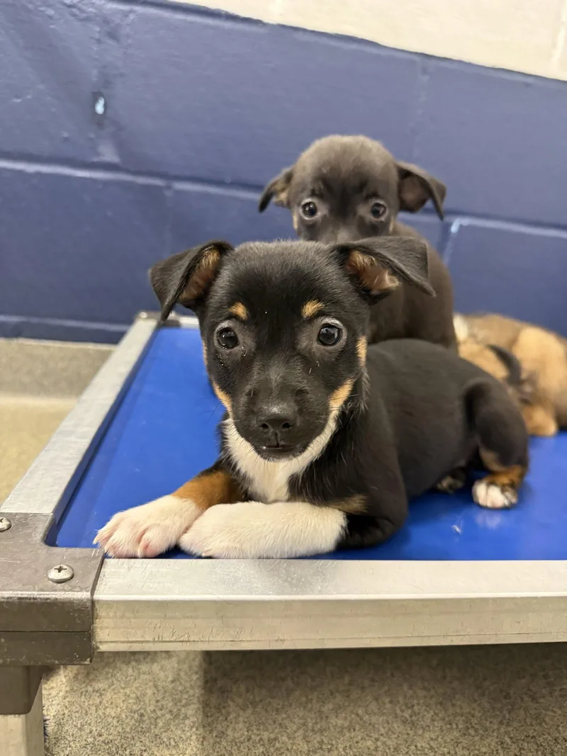 A young medium-sized female Chihuahua dog named Boo mo AVA for adoption in Sterling, MA