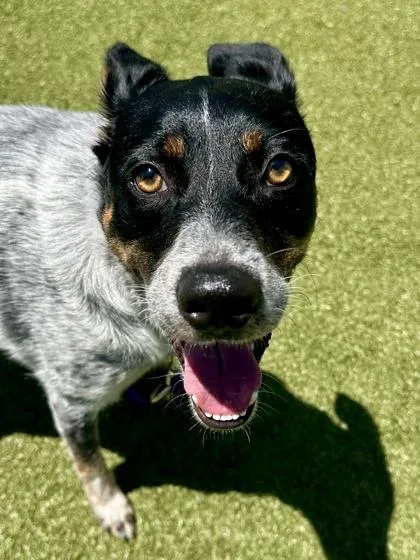 An adult medium-sized male Black Mixed Breed dog named Harley for adoption in Wichita, KS