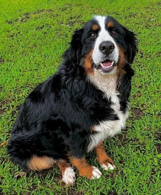 A young large-sized female Tricolor (Brown, Black, & White) Bernese Mountain Dog dog named Phoenix for adoption in Washington, DC