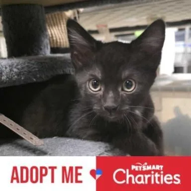 A baby small-sized female Black Domestic Short Hair cat named Salina for adoption in Falls Church, VA