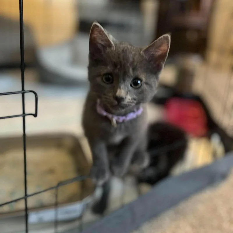 A baby small-sized female Gray / Blue / Silver Domestic Short Hair cat named Minerva Icenhower for adoption in Eagle Mountain, UT