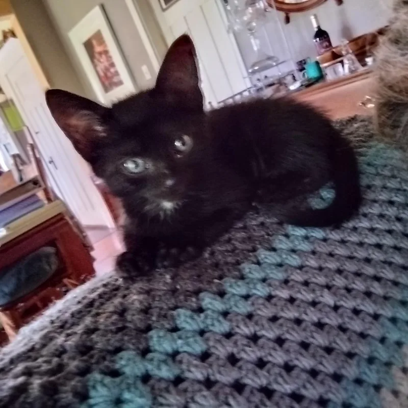 A baby small-sized female Black Domestic Short Hair cat named Zip for adoption in Tacoma, WA