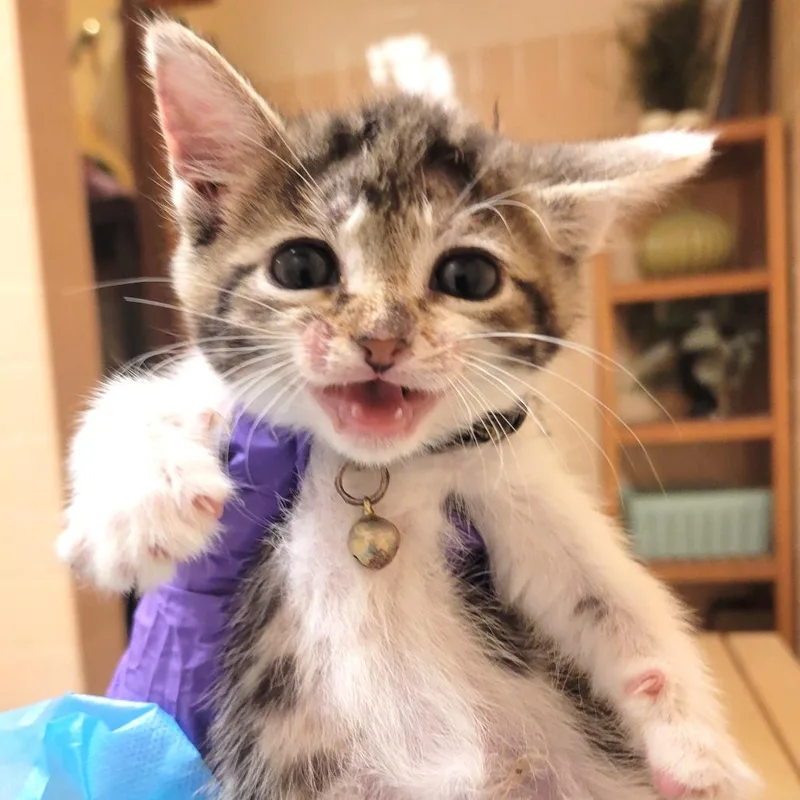 A baby small-sized female Brown / Chocolate Domestic Short Hair cat named Grogu for adoption in Westminster, CA