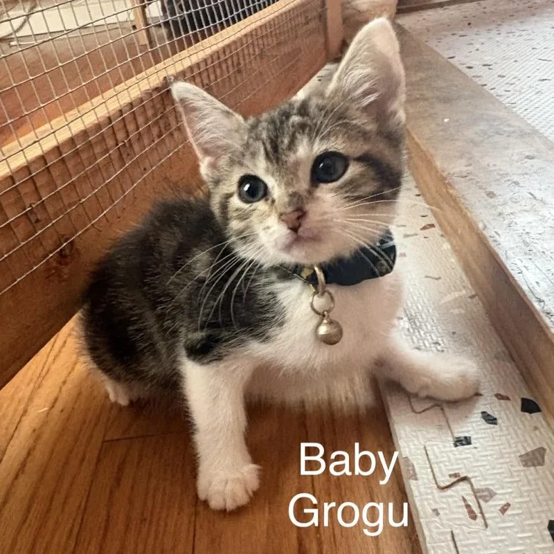 Grogu thumbnail 2