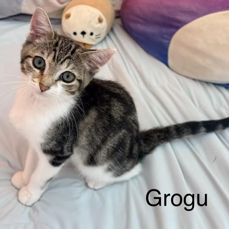Grogu thumbnail 3