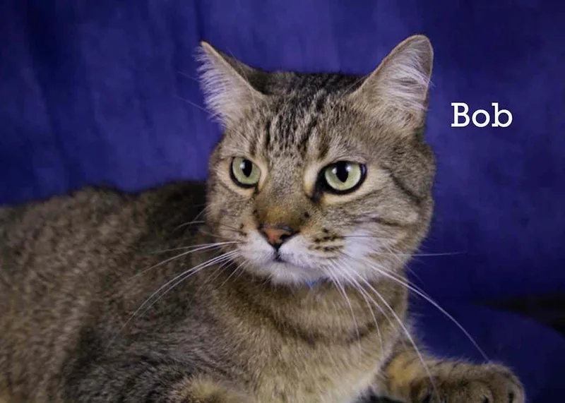An adult large-sized male Tabby (Gray / Blue / Silver) Tabby cat named Bob for adoption in York, NE