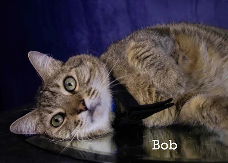 Bob thumbnail 2