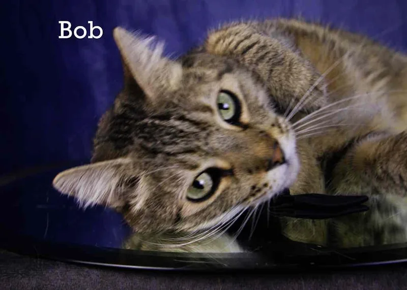 Bob thumbnail 4